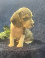 Rambo, a male Beagle for sale in West Plains, MO – Photo 2 of 5