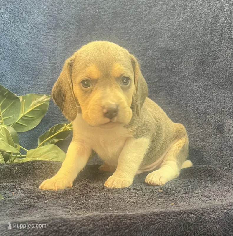 Rambo, a male Beagle for sale in West Plains, MO – Photo 1 of 5