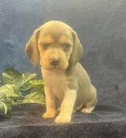 Rambo, a male Beagle for sale in West Plains, MO – Photo 3 of 5