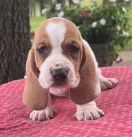Gus, a male Basset Hound for sale in West Plains, MO – 1 of 7