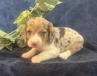 Sky, a female Beagle for sale in West Plains, MO – Photo 4 of 5