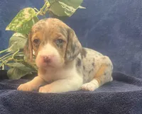 Sky, a female Beagle for sale in West Plains, MO – Photo 3 of 5