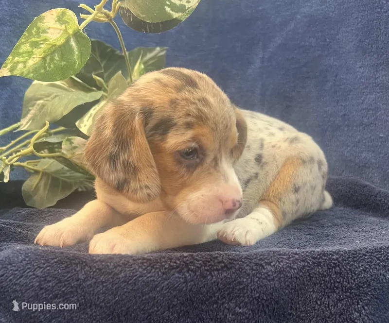 Sky – Beagle puppy for sale in West Plains, MO