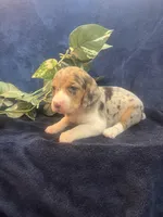 Sky, a female Beagle for sale in West Plains, MO – Photo 5 of 5