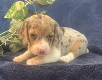 Sky, a female Beagle for sale in West Plains, MO – Photo 2 of 5