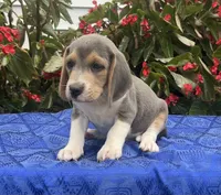 Casey, a male Beagle for sale in West Plains, MO – 3 of 5