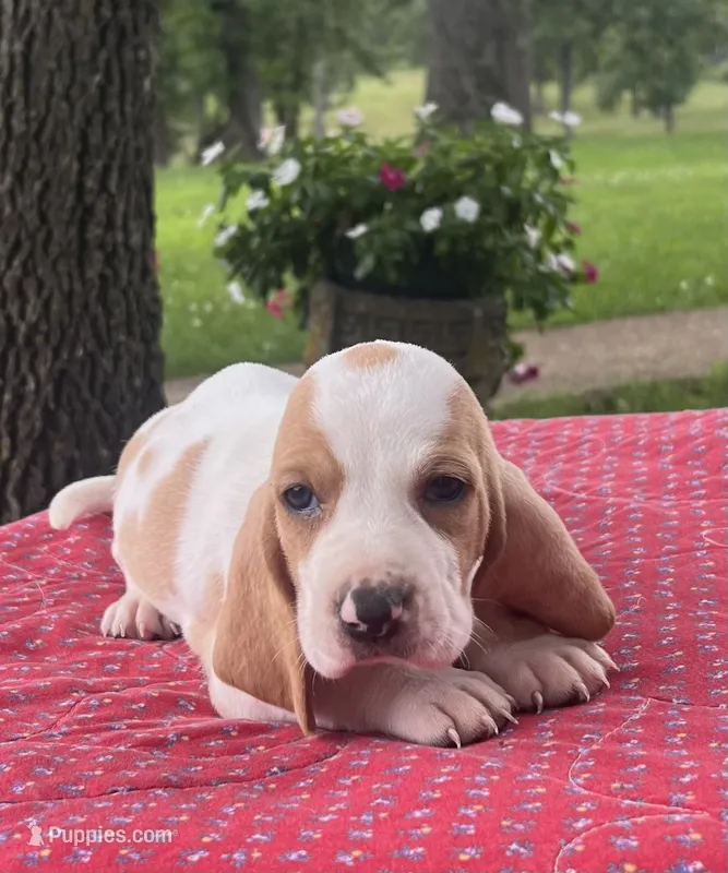 Macy – Basset Hound puppy for sale in West Plains, MO
