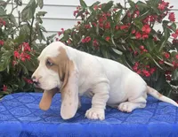 Gus, a male Basset Hound for sale in West Plains, MO – 5 of 5