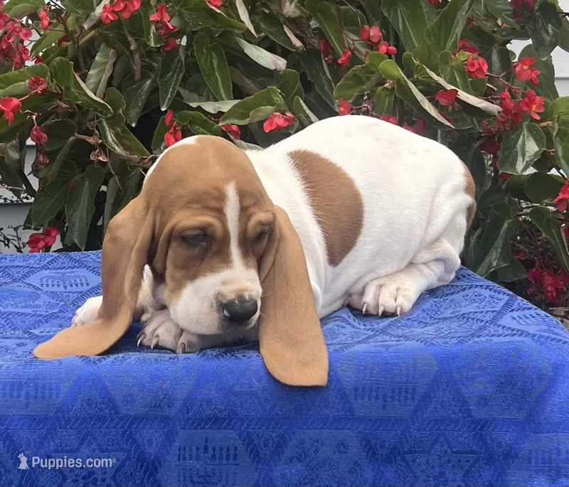 Penny – Basset Hound puppy for sale in West Plains, MO