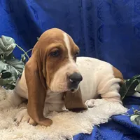 Penny, a female Basset Hound for sale in West Plains, MO – 2 of 7