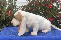 Gus, a male Basset Hound for sale in West Plains, MO – 3 of 5