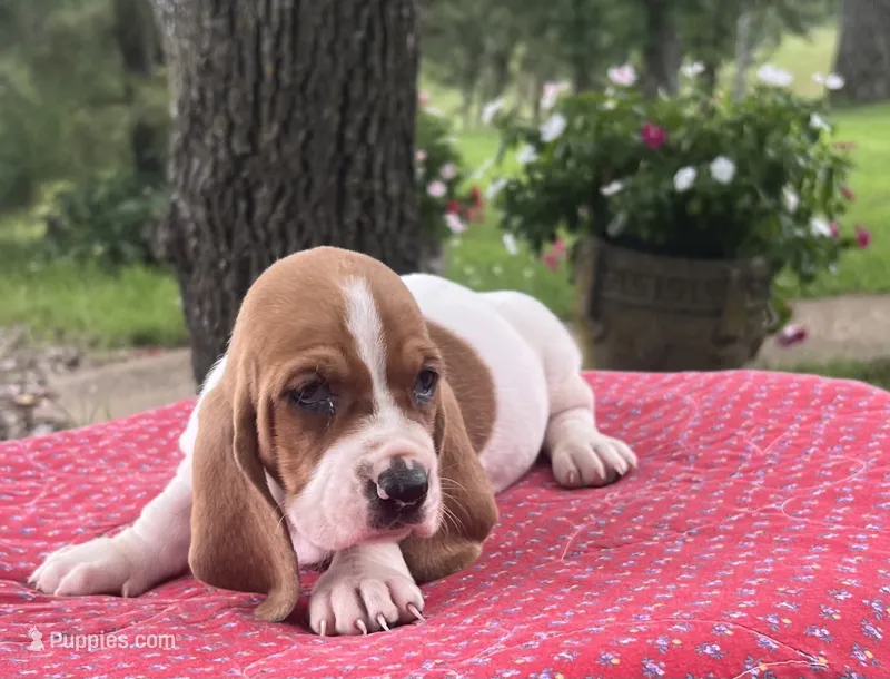 Penny – Basset Hound puppy for sale in West Plains, MO