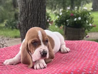Penny, a female Basset Hound for sale in West Plains, MO – 2 of 5