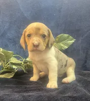 Ella, a female Beagle for sale in West Plains, MO – Photo 2 of 5