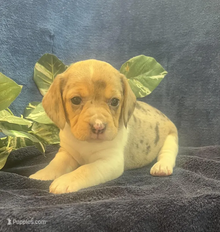 Ella – Beagle puppy for sale in West Plains, MO