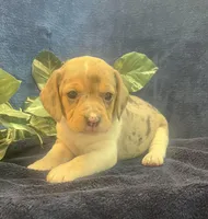 Ella, a female Beagle for sale in West Plains, MO – Photo 1 of 5