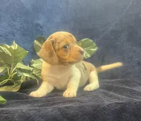 Ella, a female Beagle for sale in West Plains, MO – Photo 4 of 5