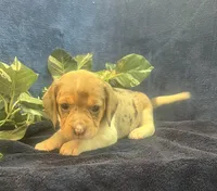 Ella, a female Beagle for sale in West Plains, MO – Photo 3 of 5