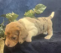 Ella, a female Beagle for sale in West Plains, MO – Photo 5 of 5