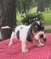 Daisy, a female Basset Hound for sale in West Plains, MO – 3 of 4