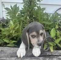Rambo, a male Beagle for sale in West Plains, MO – 7 of 8