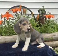 Rambo, a male Beagle for sale in West Plains, MO – 2 of 8