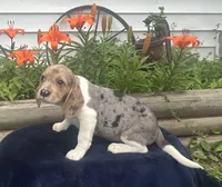 Ella, a female Beagle for sale in West Plains, MO – 4 of 9