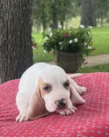 Max, a male Basset Hound for sale in West Plains, MO – 4 of 5