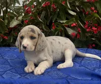 Cash, a male Beagle for sale in West Plains, MO – 2 of 5