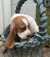 Max , a male Basset Hound for sale in West Plains, MO – 3 of 3