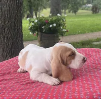 Molly, a female Basset Hound for sale in West Plains, MO – 5 of 5