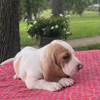 Macy, a female Basset Hound for sale in West Plains, MO – 3 of 6