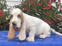 Gus, a male Basset Hound for sale in West Plains, MO – 4 of 5