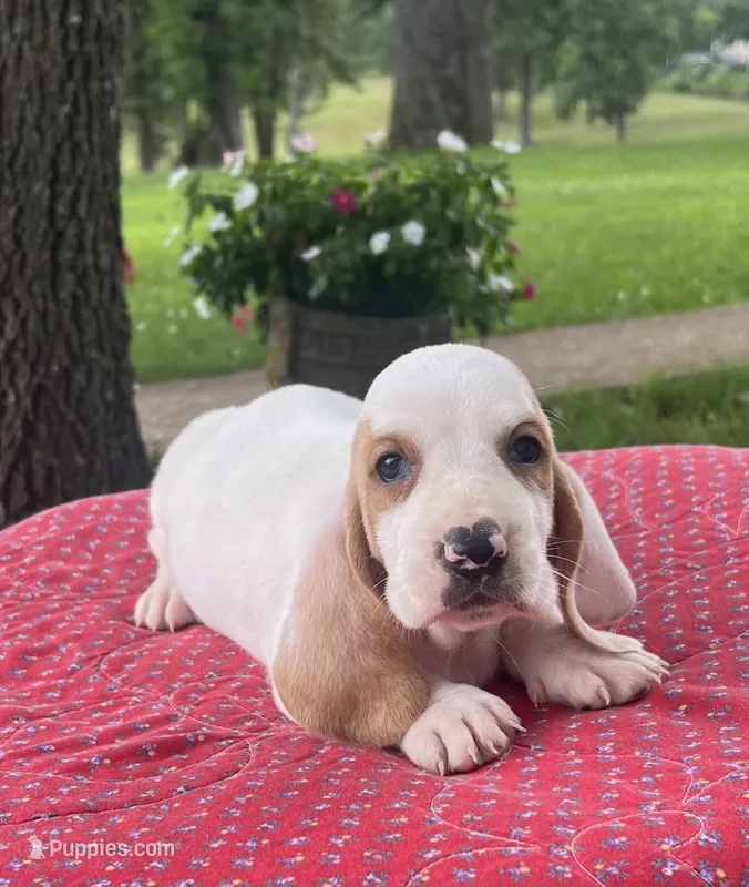 Max – Basset Hound puppy for sale in West Plains, MO