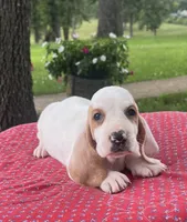 Max, a male Basset Hound for sale in West Plains, MO – 1 of 5