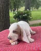 Max, a male Basset Hound for sale in West Plains, MO – 3 of 5
