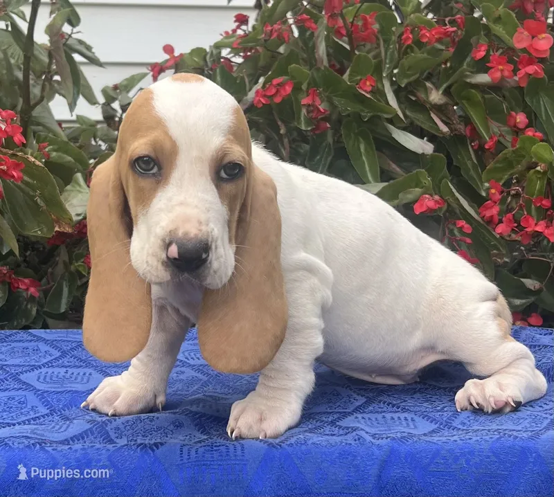 Macy – Basset Hound puppy for sale in West Plains, MO