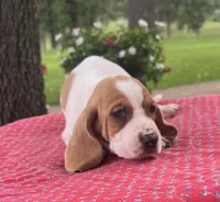Gus, a male Basset Hound for sale in West Plains, MO – 5 of 7