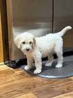 SOPHIE/RED, a female Goldendoodle for sale in Anoka, MN – 2 of 4