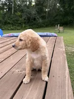 TOBY/DARK GREEN, a male Goldendoodle for sale in Anoka, MN – 4 of 4