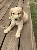 BUDDY/LIGHT GREEN, a male Goldendoodle for sale in Anoka, MN – 3 of 3