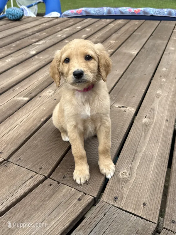 PEANUT BUTTER/DARK PINK – Goldendoodle puppy for sale in Anoka, MN