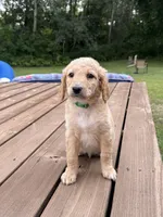 TOBY/DARK GREEN, a male Goldendoodle for sale in Anoka, MN – 2 of 4