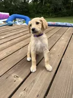 JELLY/PURPLE, a female Goldendoodle for sale in Anoka, MN – 1 of 3