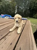 LOUIE/DARK BLUE, a male Goldendoodle for sale in Anoka, MN – 3 of 4