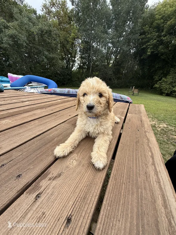 LOUIE/DARK BLUE – Goldendoodle puppy for sale in Anoka, MN