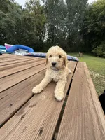 LOUIE/DARK BLUE, a male Goldendoodle for sale in Anoka, MN – 1 of 4