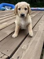TOBY/DARK GREEN, a male Goldendoodle for sale in Anoka, MN – 3 of 4