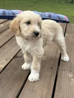 COOPER/ORANGE, a male Goldendoodle for sale in Anoka, MN – 3 of 3