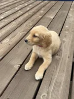PEANUT BUTTER/DARK PINK, a female Goldendoodle for sale in Anoka, MN – 3 of 4